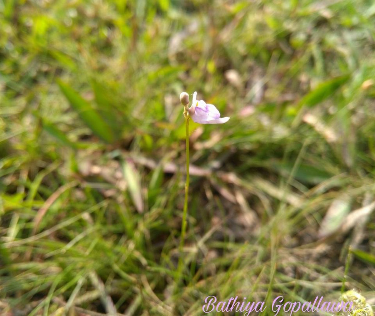 Utricularia caerulea L.